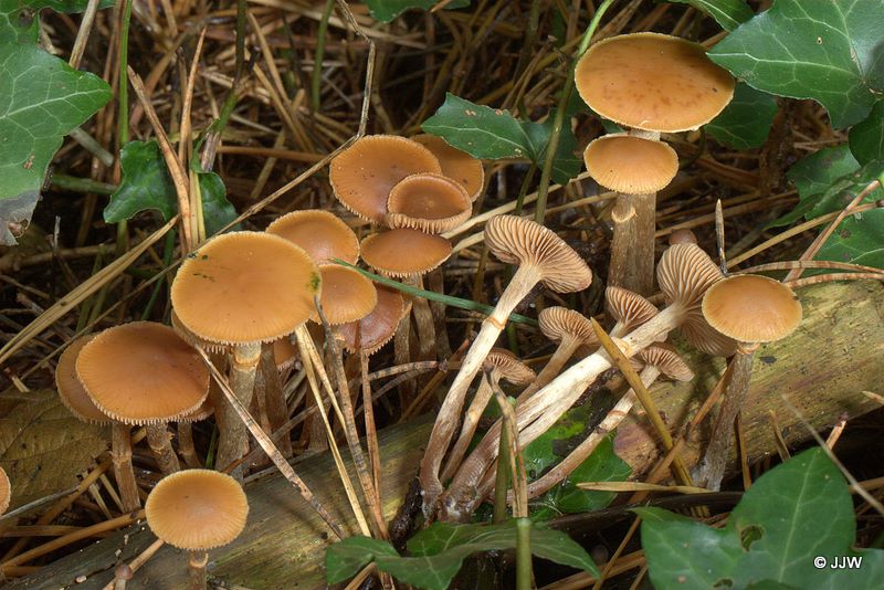 Galerina autumnalis